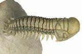 Flying Crotalocephalina Trilobite - Exposed Hyposteme #339443-1